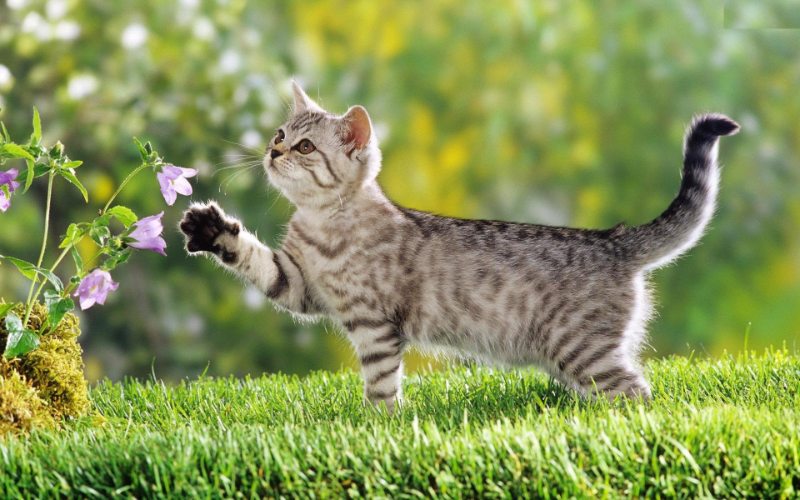 Mơ thấy mèo thường mang đến điềm báo nhất định